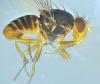 Prosopomyia pallida